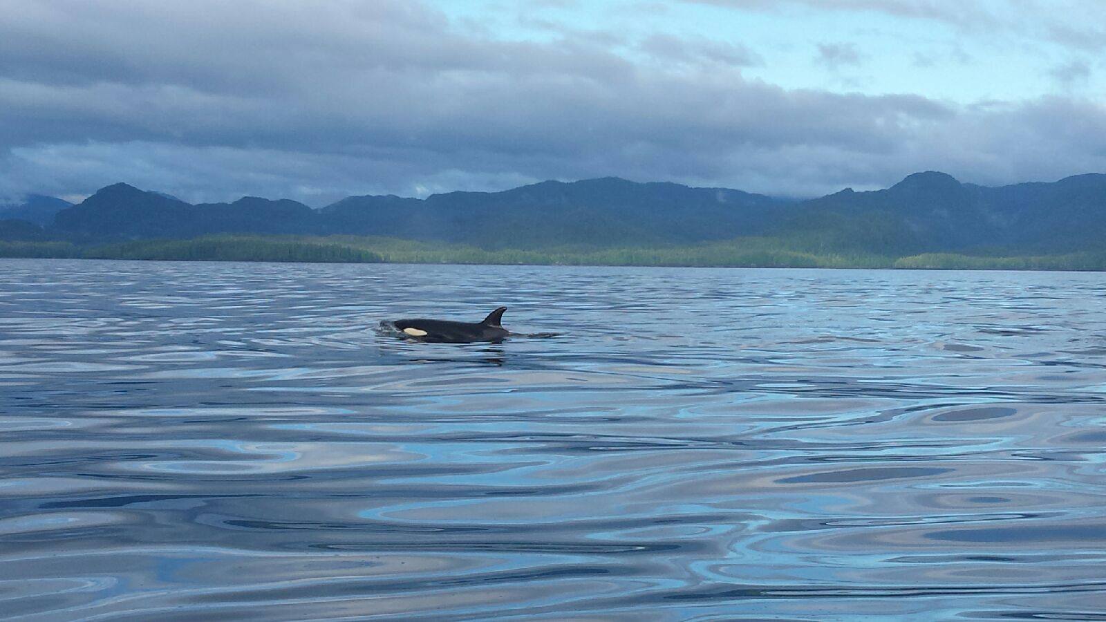 Charter Fishing in Ketchikan with Oasis Alaska Charters