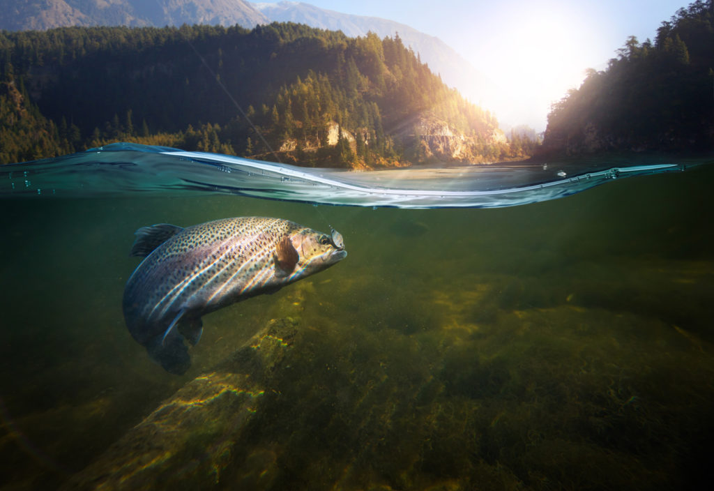 Alaska Salmon