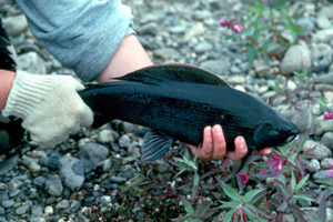 Arctic Grayling