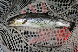 Cutthroat Trout