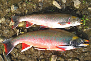 Dolly Varden