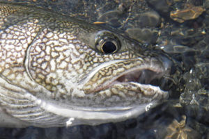 Lake Trout