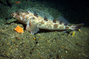 Lingcod