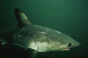 Salmon Shark