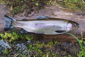 Steelhead - Rainbow Trout