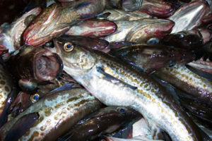 Walleye Pollock