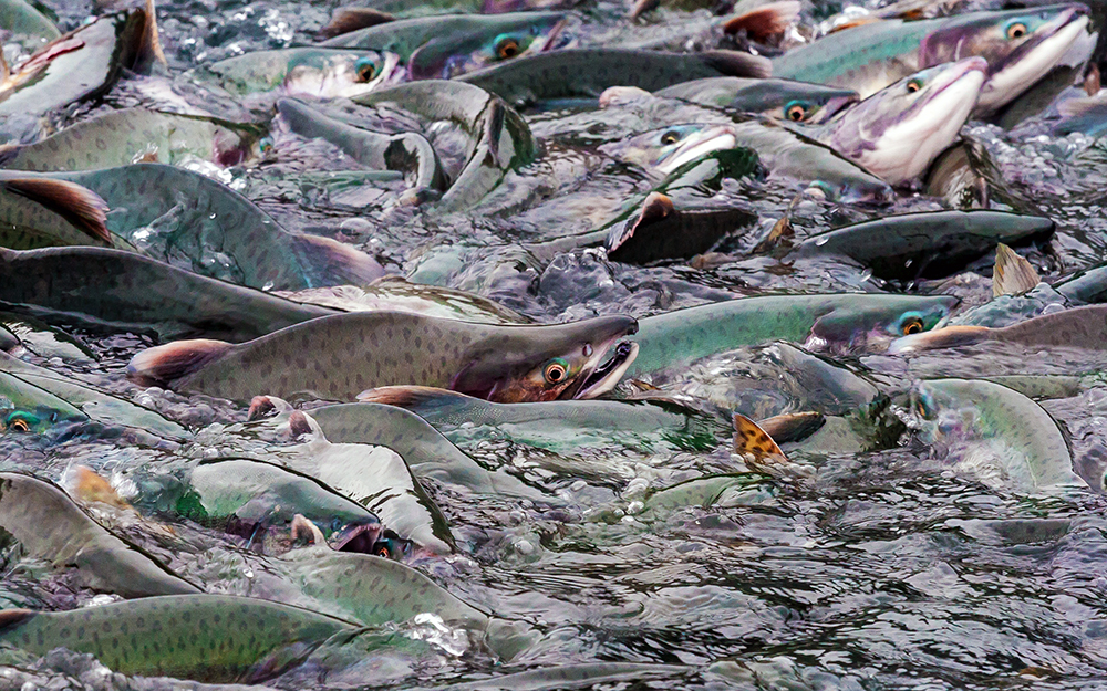 Alaska fishing