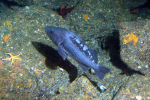 Black Rockfish