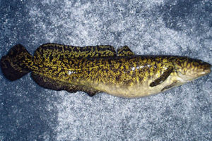 Burbot
