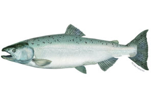Chinook Salmon