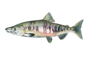 Chum Salmon