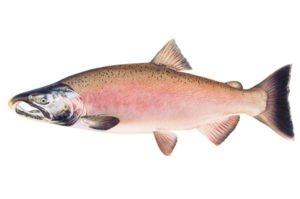 Coho Salmon