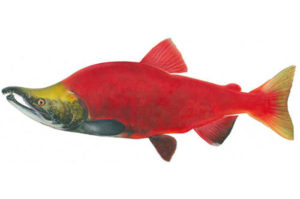 Sockeye Salmon