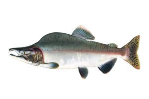Pink Salmon