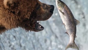 planning your alaska fishing trip