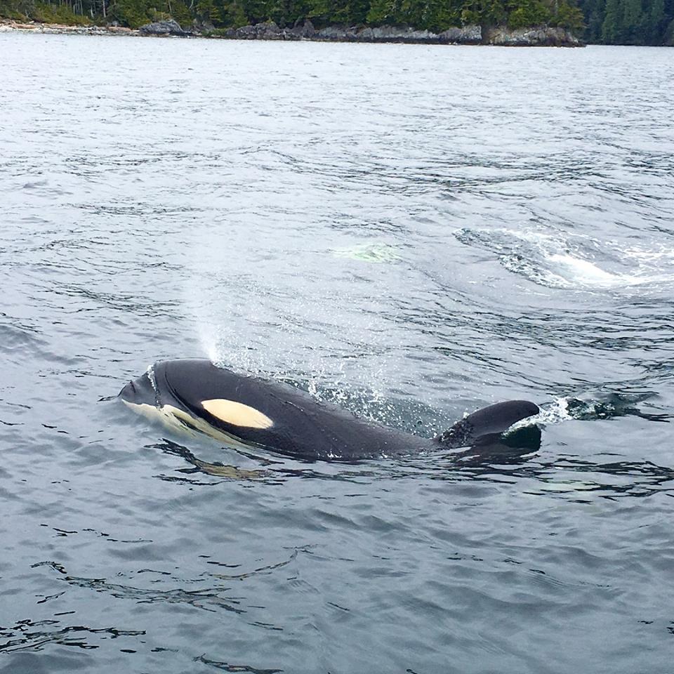 The Orcas (Killer Whale’s) Are Out