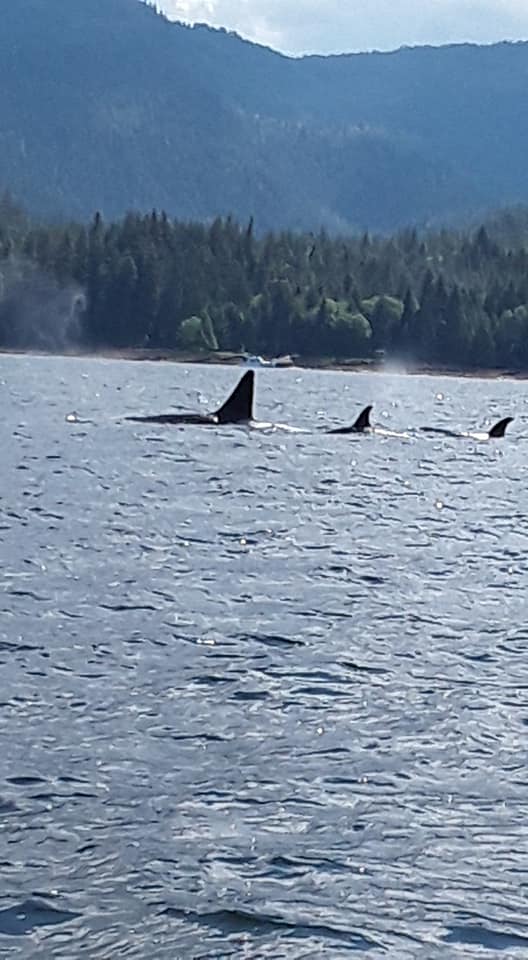 June 21st 2019 – Killer Whales