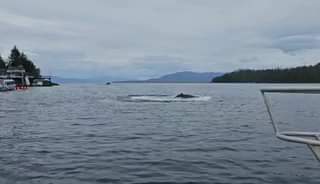 Always exciting to see bubble feeding whales at the dock!!