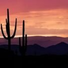 andrewbC7916VP Avatar